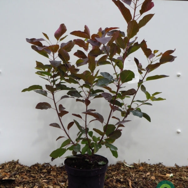 Cotinus 'Grace'