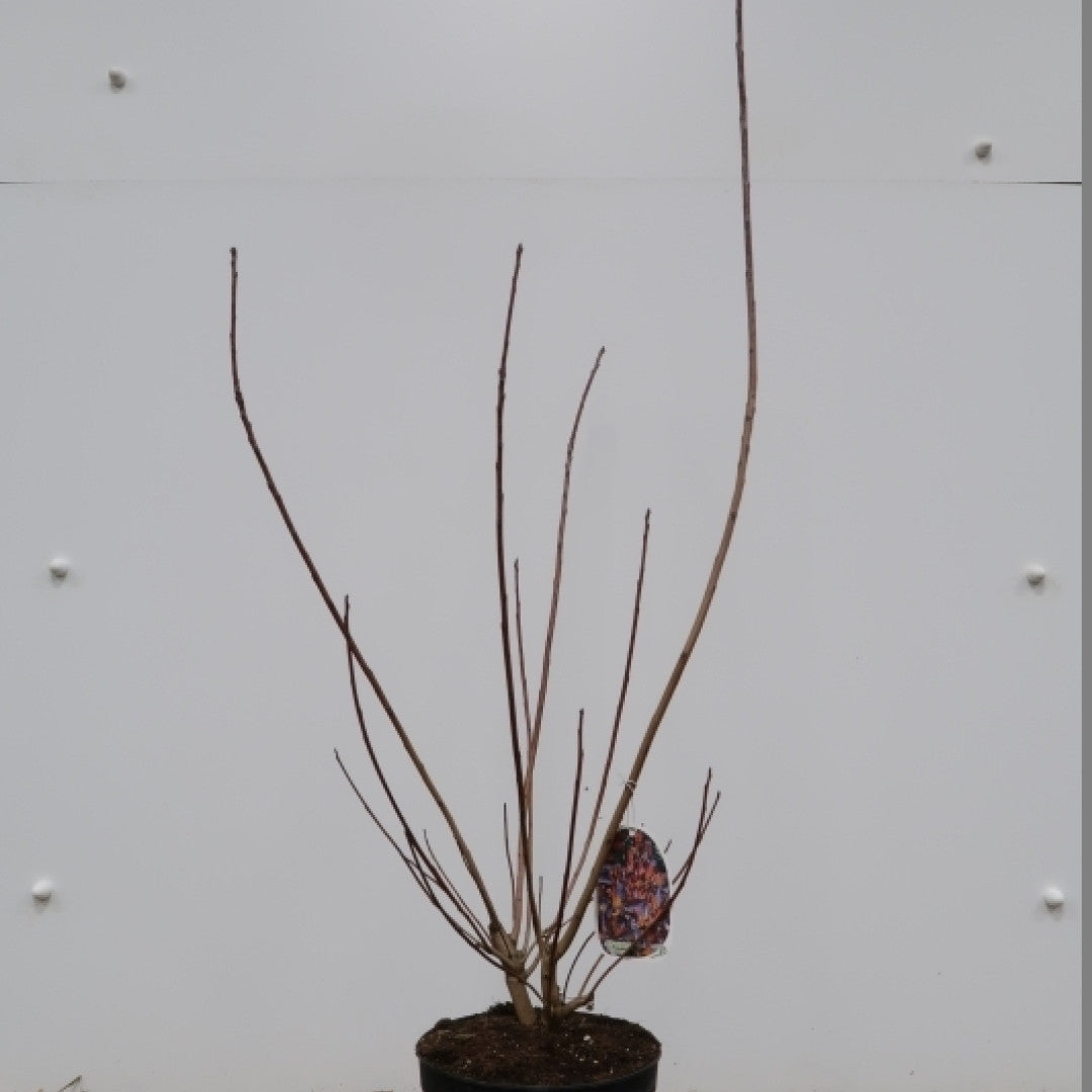 Cotinus 'Grace'