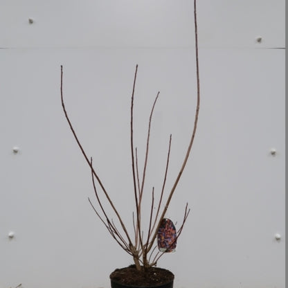 Cotinus 'Grace'