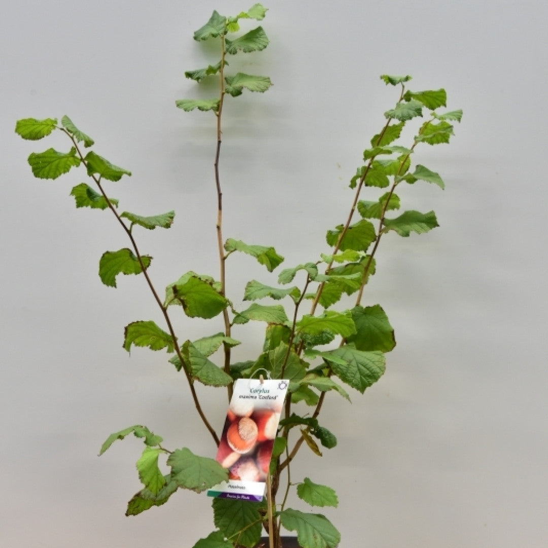 Hazelaar (Corylus) 'Halle'sche Riesen'