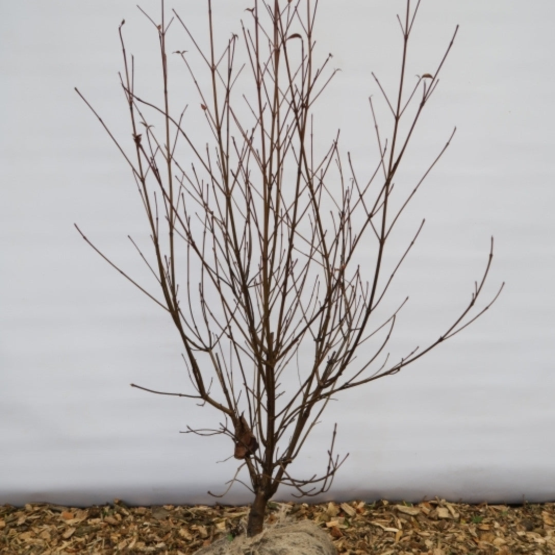 Cornus kousa chinensis