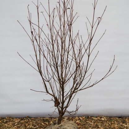 Cornus kousa chinensis