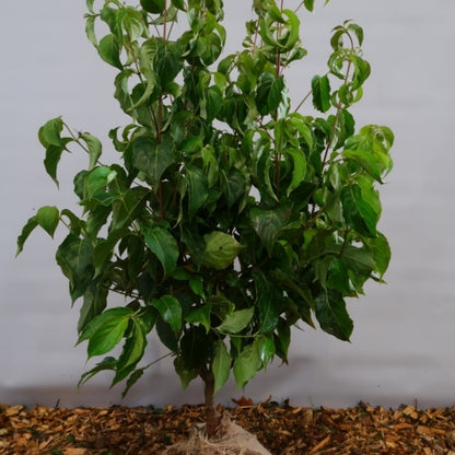 Cornus kousa chinensis