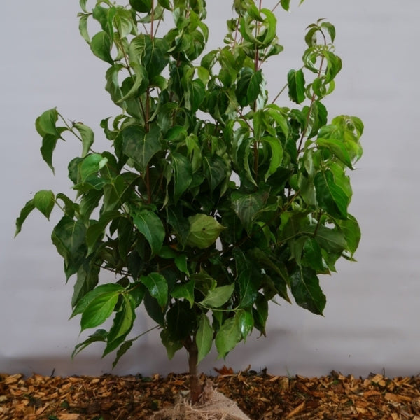 Cornus kousa chinensis