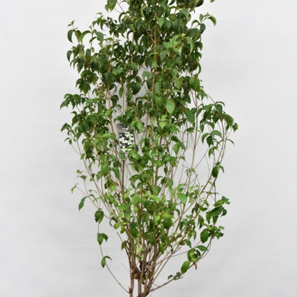 Cornus kousa