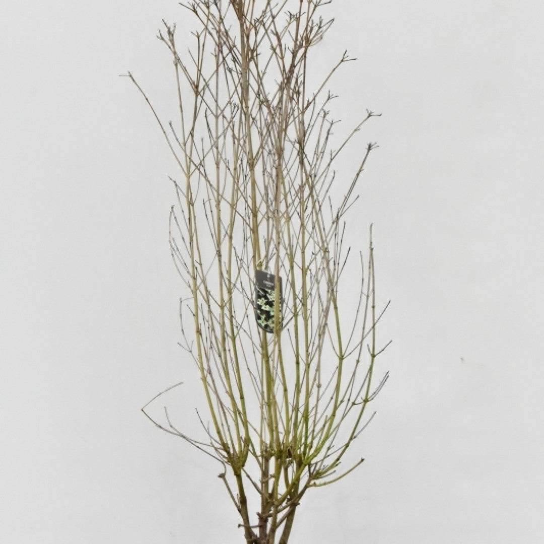 Cornus kousa