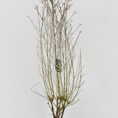Cornus kousa