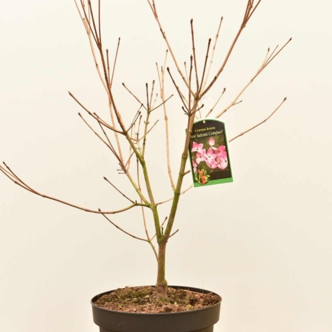 Cornus kousa 'Satomi Compact'