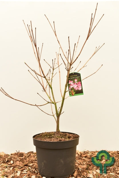 Cornus kousa 'Satomi Compact'