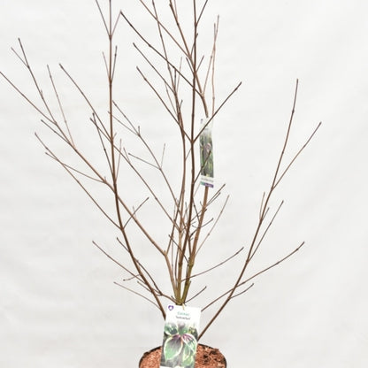 Cornus kousa 'Samaritan'