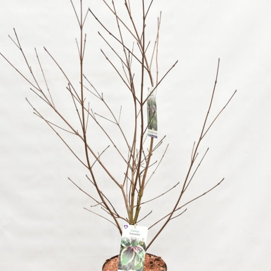 Cornus kousa 'Samaritan'