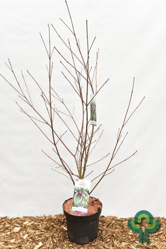 Cornus kousa 'Samaritan'