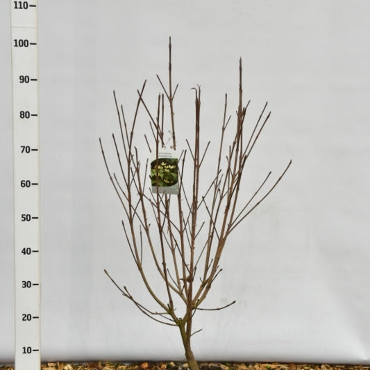 Cornus kousa 'Schmetterling'