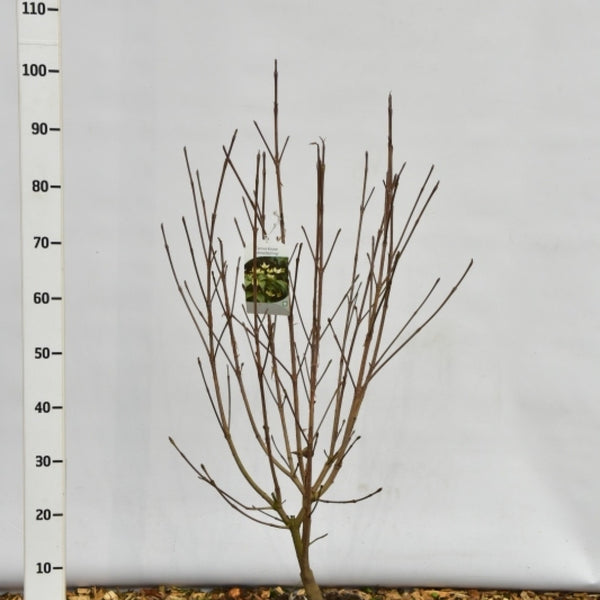 Cornus kousa 'Schmetterling'