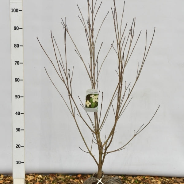 Cornus kousa 'Teutonia'