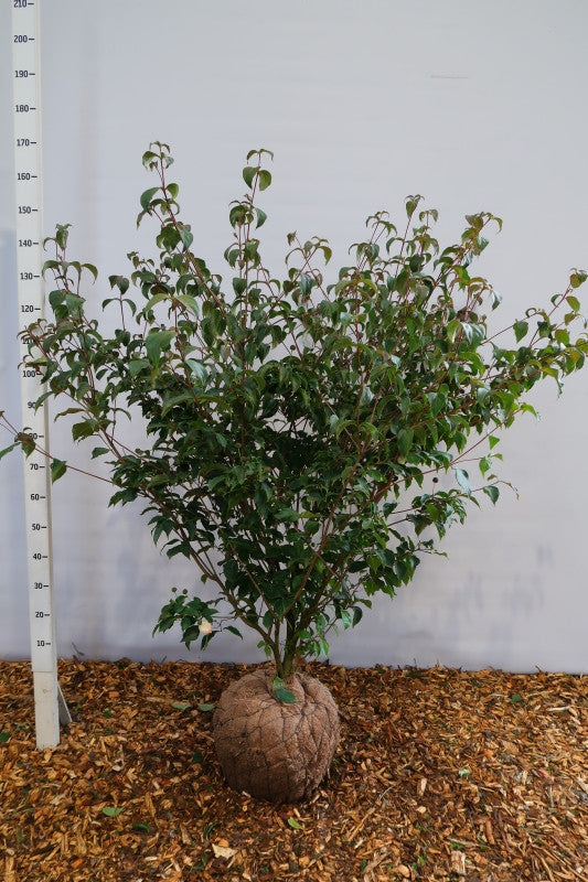 Cornus kousa 'Wieting's Select'