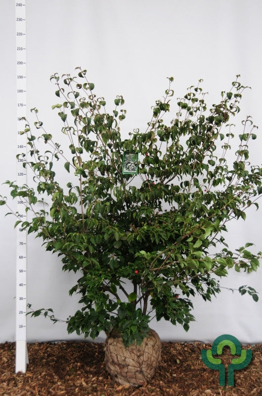 Cornus kousa 'Wieting's Select'