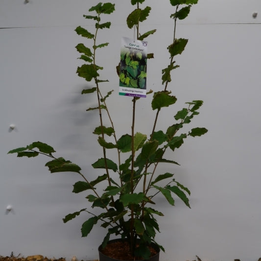 Corylus 'Lange Zellernus'