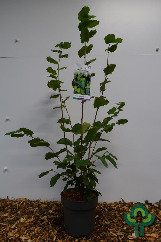 Corylus 'Lange Zellernus'
