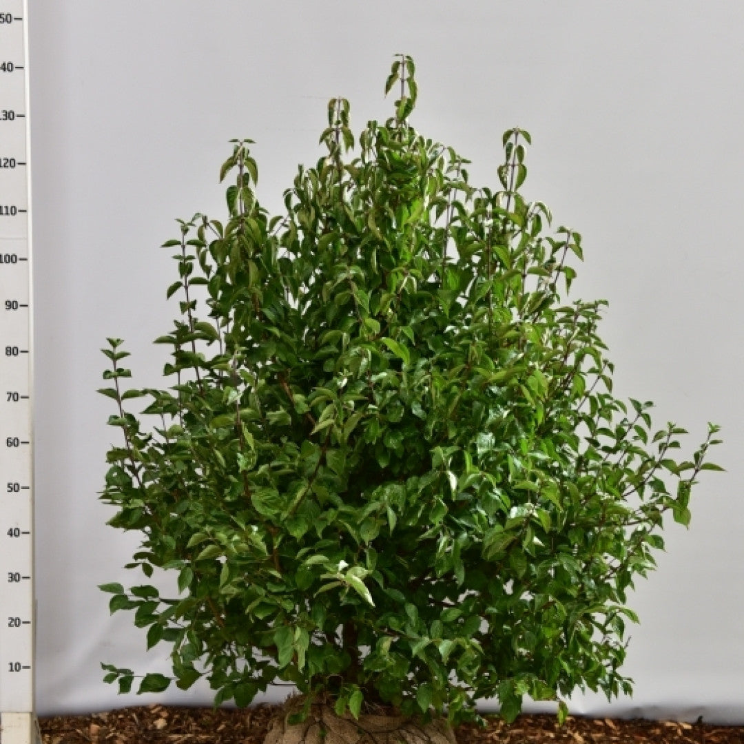 Cornus mas