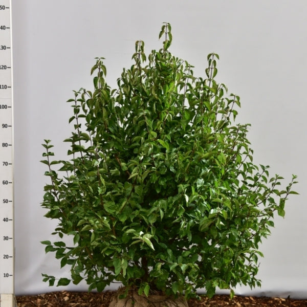 Cornus mas