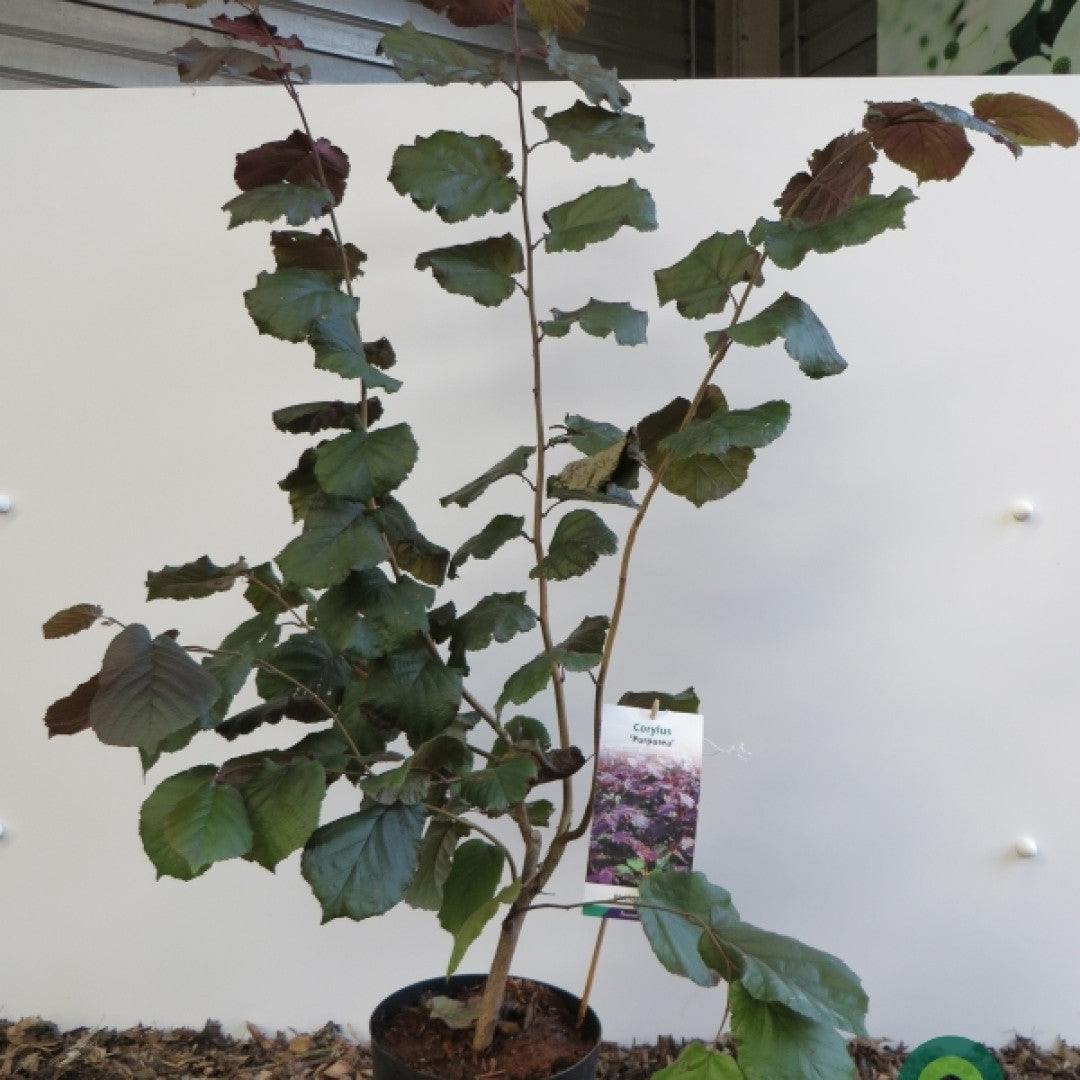 Corylus maxima 'Purpurea'
