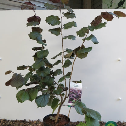 Corylus maxima 'Purpurea'