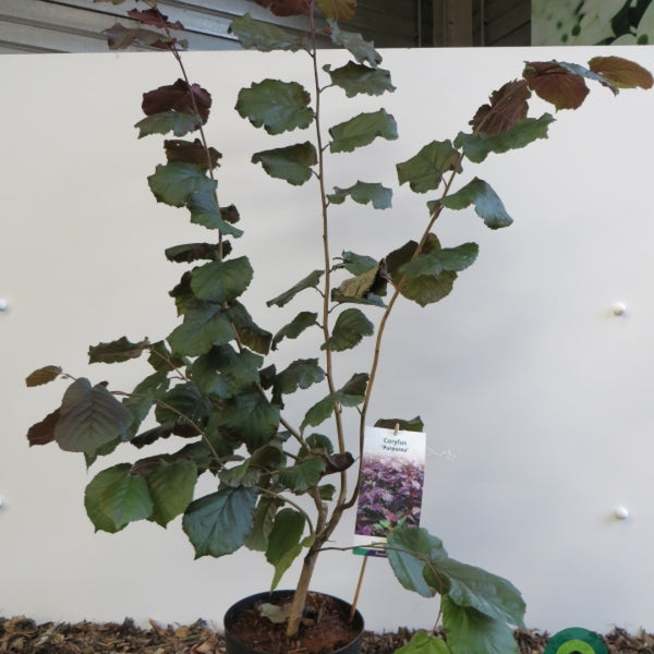Corylus maxima 'Purpurea'