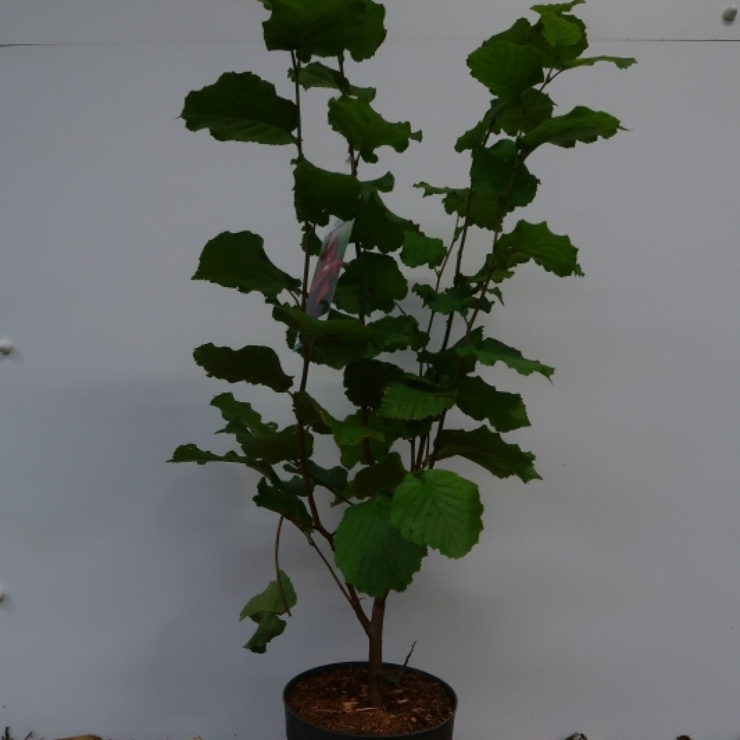 Hazelaar (Corylus maxima) 'Rode Lambert'