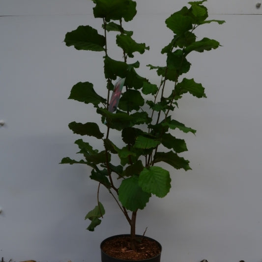 Hazelaar (Corylus maxima) 'Rode Lambert'
