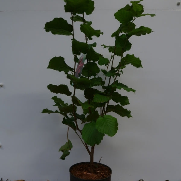 Hazelaar (Corylus maxima) 'Rode Lambert'