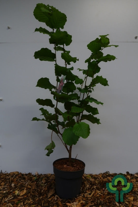 Hazelaar (Corylus maxima) 'Rode Lambert'