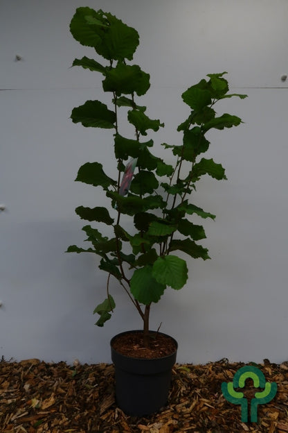Hazelaar (Corylus maxima) 'Rode Lambert'