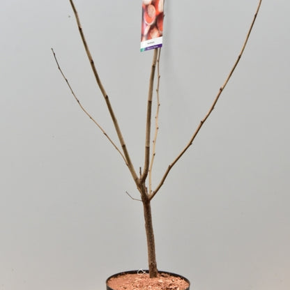 Hazelaar (Corylus maxima) 'Wunder aus Bollweiler'