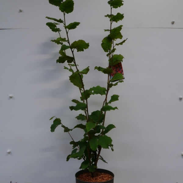 Hazelaar (Corylus maxima) 'Wunder aus Bollweiler'