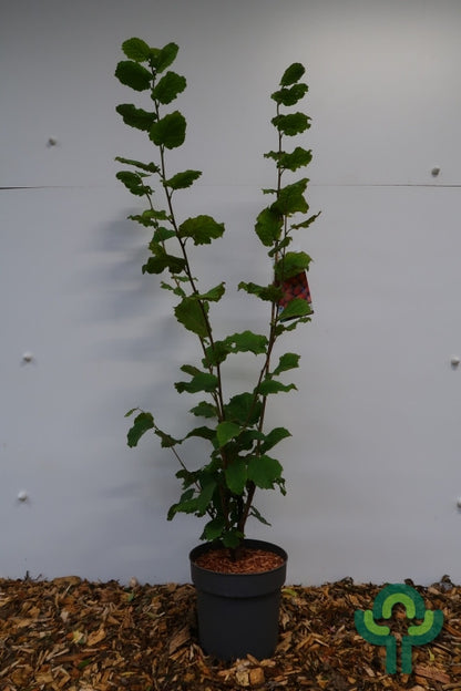 Hazelaar (Corylus maxima) 'Wunder aus Bollweiler'
