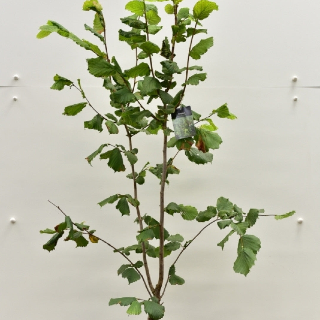 Hazelaar (Corylus) 'Pearson's Prolific'