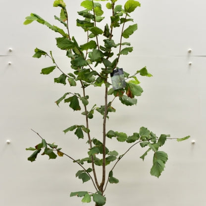Hazelaar (Corylus) 'Pearson's Prolific'