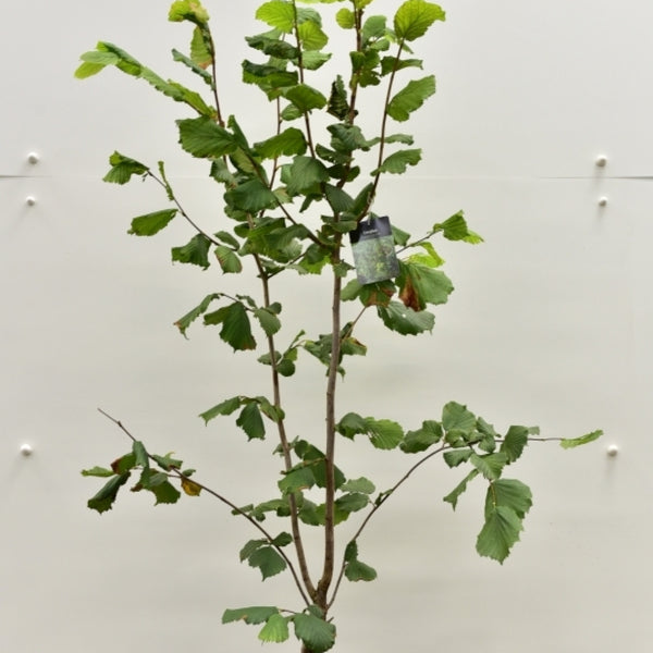 Hazelaar (Corylus) 'Pearson's Prolific'