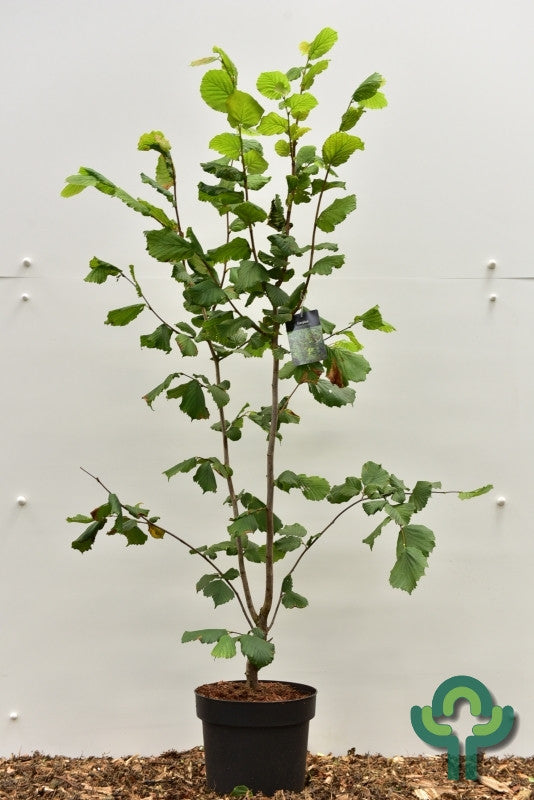 Hazelaar (Corylus) 'Pearson's Prolific'