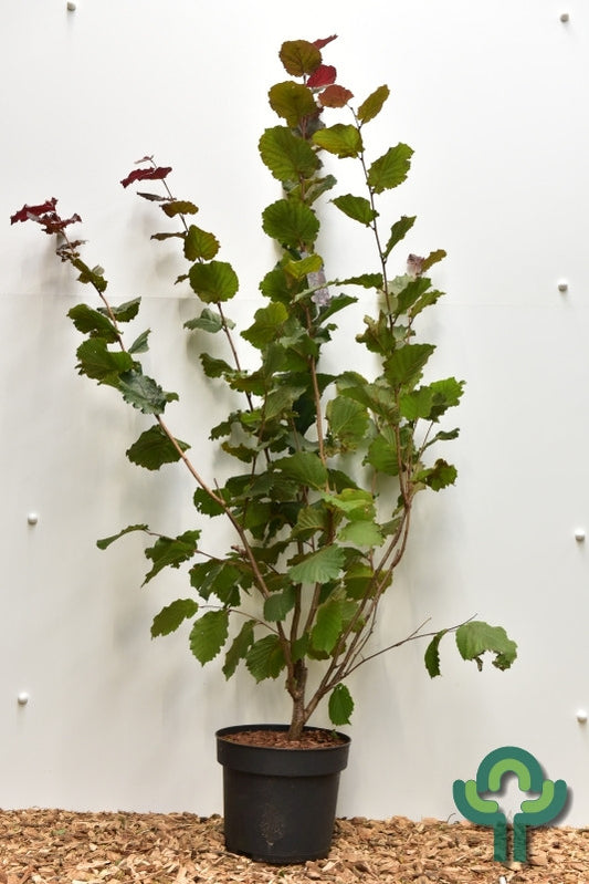 Corylus 'Rode Zellernoot'