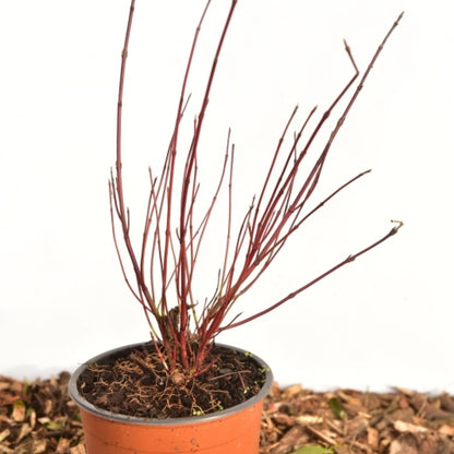 Cornus sericea 'Kelseyi'