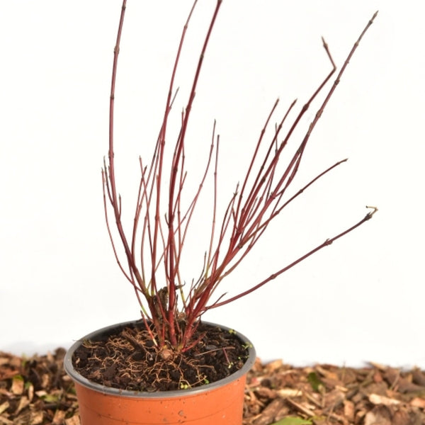 Cornus sericea 'Kelseyi'
