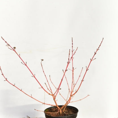 Cornus sanguinea 'Midwinter Fire'