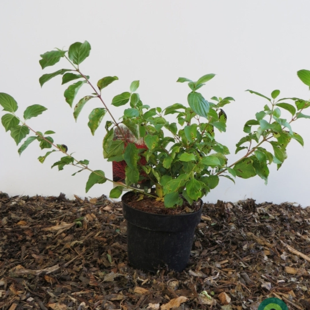 Cornus sanguinea 'Midwinter Fire'