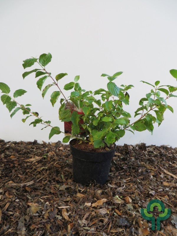 Cornus sanguinea 'Midwinter Fire'