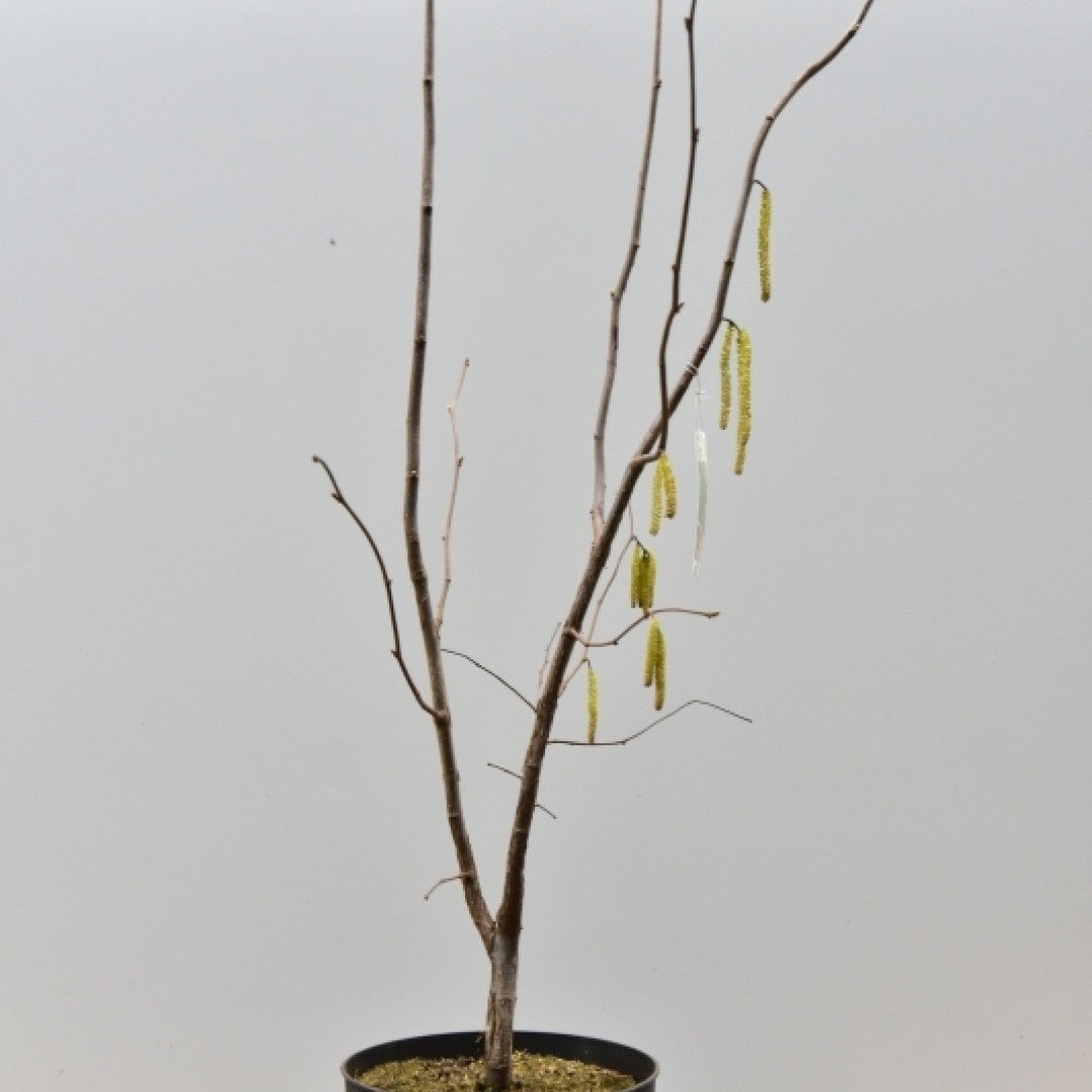 Hazelaar (Corylus) 'Webb's Prize Cob'