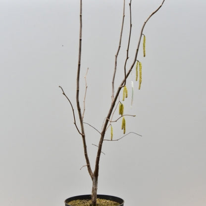 Hazelaar (Corylus) 'Webb's Prize Cob'