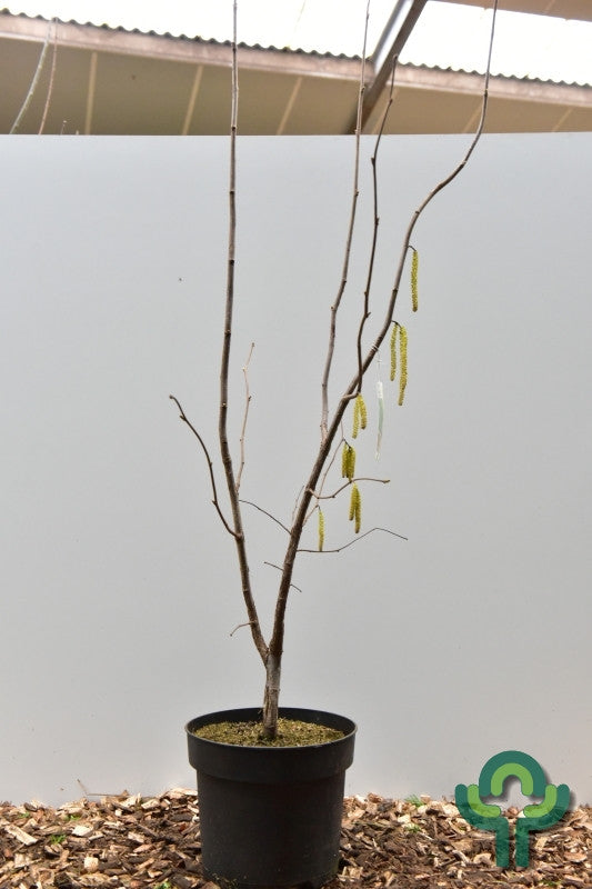 Hazelaar (Corylus) 'Webb's Prize Cob'