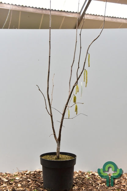 Hazelaar (Corylus) 'Webb's Prize Cob'